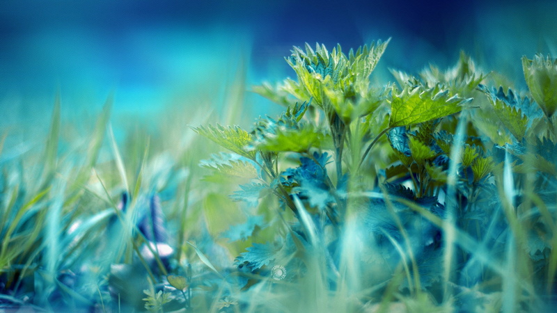 green, cereal plant, plant, blade of grass, crop, land, rural scene, grass, green color, 2K, flowering plant, outdoors, growth, macro, nature, yellow