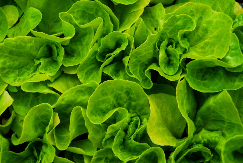 plant part, leaf vegetable, 4K, close-up, plants, vegetarian food, eco, fractal, lettuce, ornament, vegetable, outdoors, leaf, healthy eating