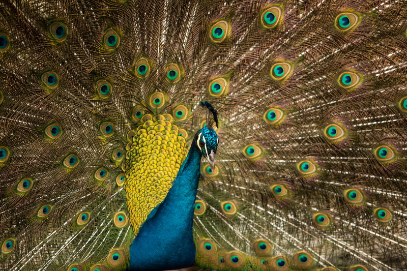 stitch, 5K, beauty in nature, animal head, blackbird, agelaius, turquoise colored, close-up, beak, nature, peacock feather, embroidery, ornament, bird
