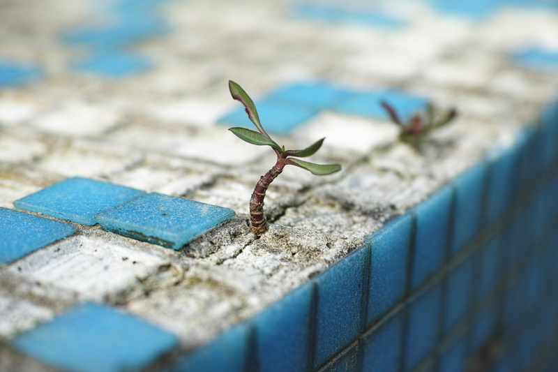 life, 4K, focus on foreground, fence, day, plant, boundary, nature, beauty, detail, the leaves are, spring, only, close-up, animal themes, oxygen, animal wildlife