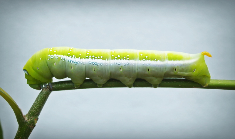 nobody, food, copy space, worm, silk, pattern, clamber, creepy, outdoors, insect, scary, tree, plant, green color, cute, no people, crawl, nature, bright