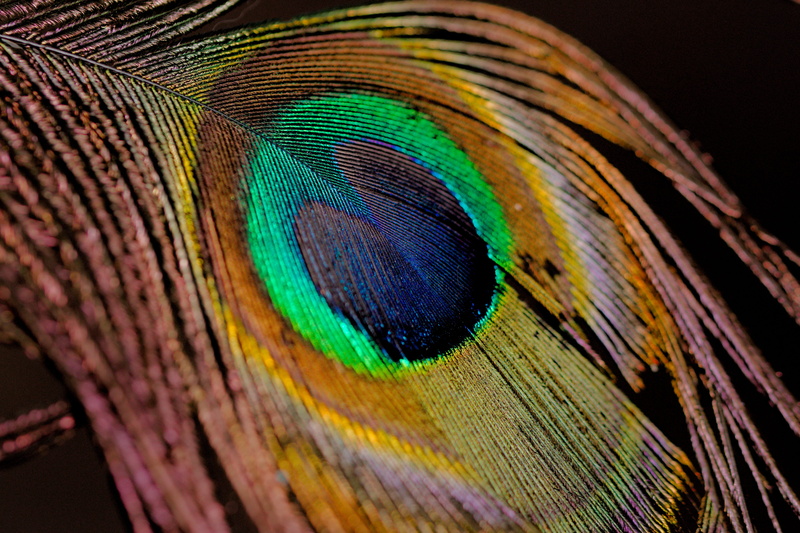 texture, vulnerability, extreme close-up, green, peacock feather, no people, selective focus, multi colored, macro, 5K, studio shot, textured effect, nature