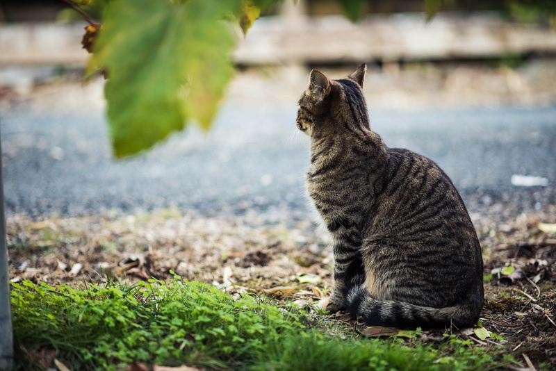 vertebrate, water, road, looking, nature, pet, cat, dog, domestic cat, food, day, animal, domestic animals, 5K, looking away, domestic, mammal, grass