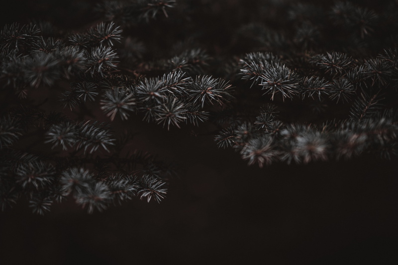 flower, backgrounds, blossom, seed, growth, pattern, green, produce, fractal, sky, no people, full frame, spiky, celebration, freshness, outdoors, vegetable