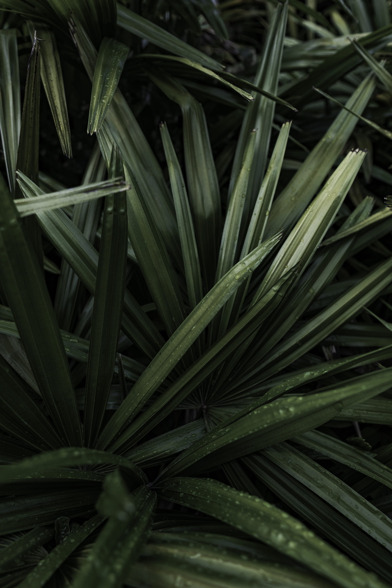 freshness, kid, outdoors, vegetation, herb, high angle view, plants, photography, closeup, agriculture, tranquility, pattern, vegetable, no people, grass