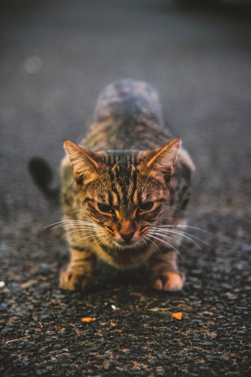 manx, ground, fire, ipad, domestic animals, feline, nature, camera, domestic cat, mammal, art, cat, vertebrate, wildlife, selective focus, food, outdoors