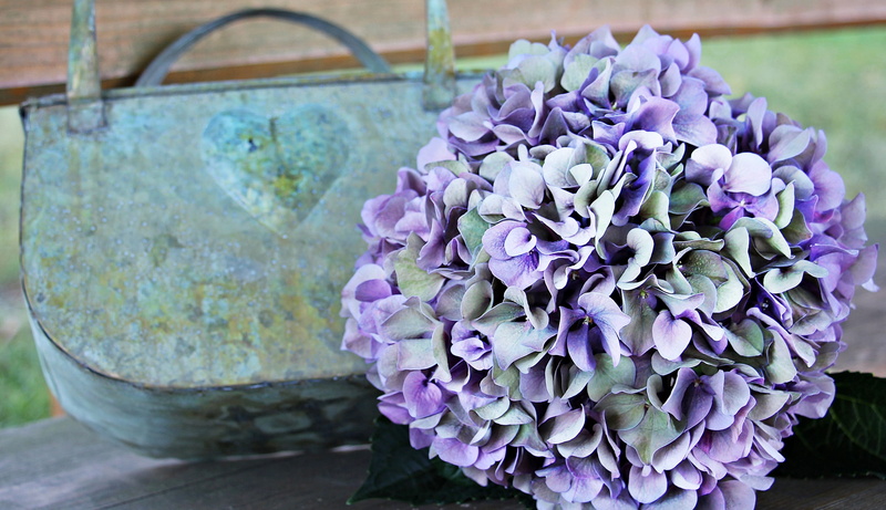 softness, purple, metal körbchen, ornamental plant, day, beauty in nature, vulnerability, blue purple flower, no people, decorative, inflorescence, floral