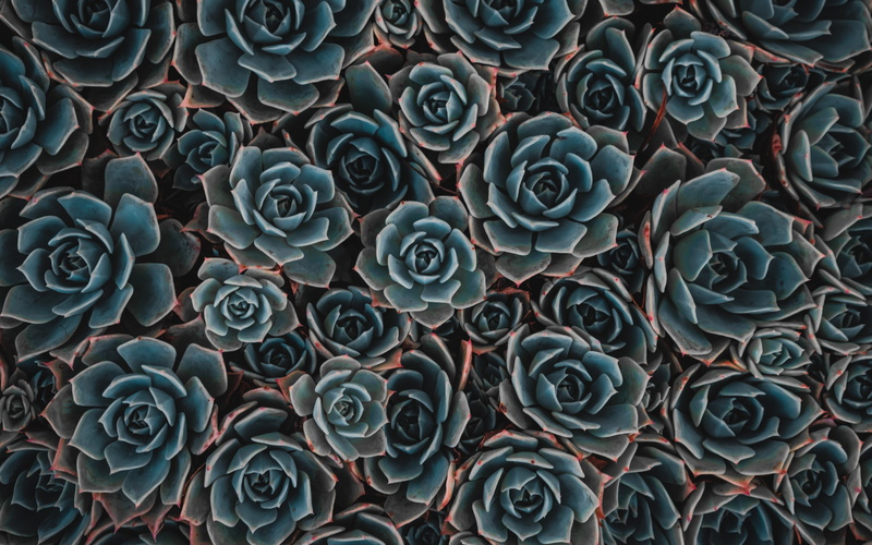 creativity, succulent, echeveria, art, 5K, flowering plant, flowers, vector, outdoors, Pattern, day, seamless, painted Image, pattern