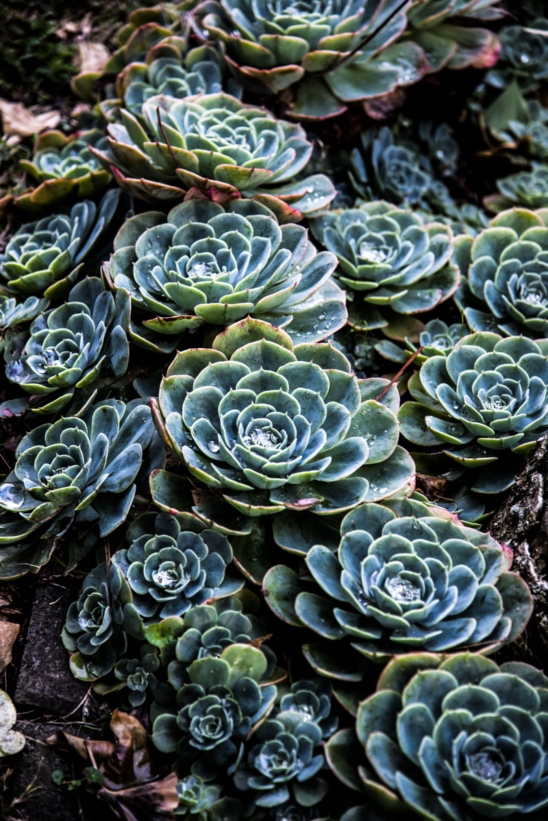photo, outdoors, high angle view, kale, healthy eating, food, cabbage, cars, night city, full frame, plant, heart, cactus, no people, pattern, flower head