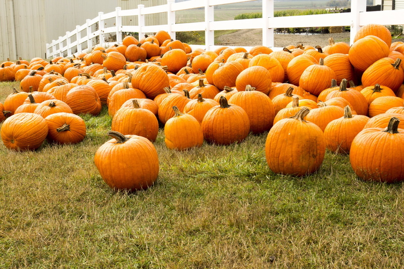 autumn, halloween, gourd, thanksgiving, field, crop, outdoors, farm, wellbeing, freshness, cultivated, Pumpkins, winter, harvesting, fall, fence, orange Color