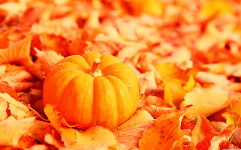orange, 5K, autumn, pumpkin, leaves, fall, halloween, food, leaf, dead