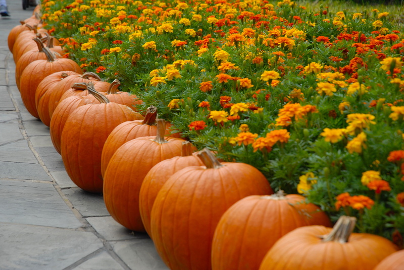 4K, freshness, flowers, beside, orange color, fall, food and drink, vegetable, pumpkin, thanksgiving, mums, day, october, orange, no people, flower, plants