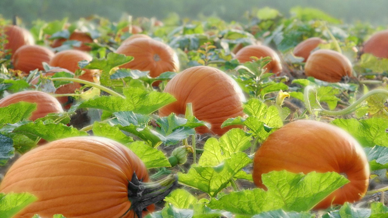 green color, 1080P, growth, yellow, agriculture, pumpkin, harvest, vegetable, land, plant, freshness, nature, food and drink, pumpkins, season, autumn