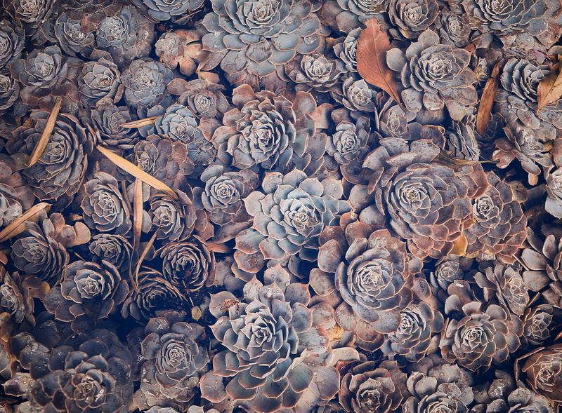 succulent, large group of objects, suculentum, ornate, photo, backgrounds, antique, no people, design, the past, indoors, religion, art and craft, plant