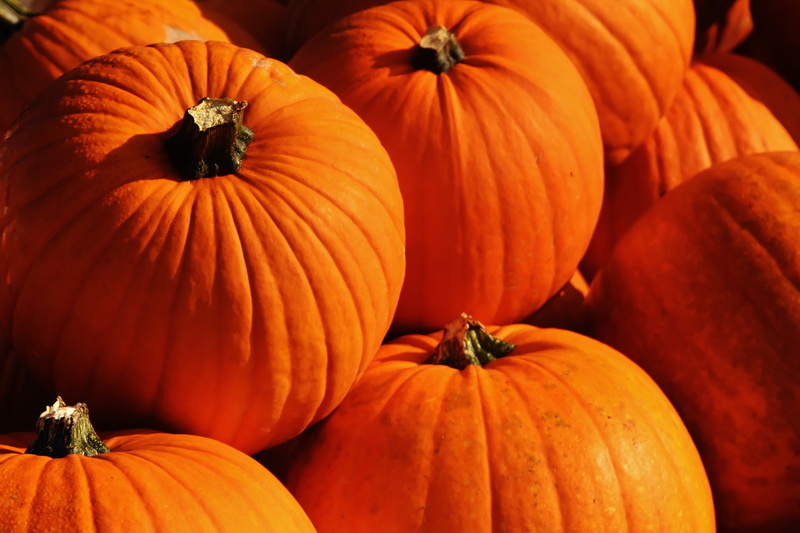 wellbeing, color, freshness, outdoors, gourd, seasonal, bunch, autumn, garden, decoration, yellow, orange, organic, halloween, high angle view, pumpkins