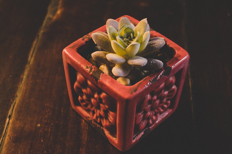 sweet food, single Flower, food and drink, ornate, no People, focus on foreground, flower Head, box - Container, indoors, freshness, 4K, succulent, red