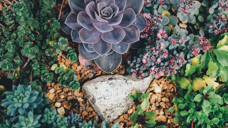 4K, plant, 5k, succulent flowers, 4k, abstract