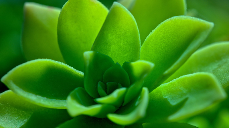  food, wellbeing, decoration, freshness, light, close, 5K, green, plant part, vegetable, food and drink, beauty in nature, macro, crassulaceae