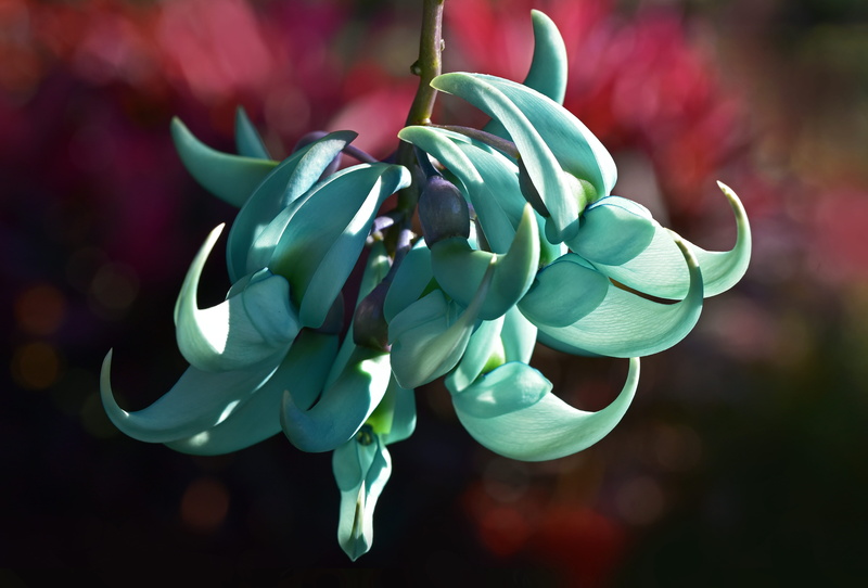 creativity, turquoise, plant, freshness, photography, outdoors, focus on foreground, decoration, closeup, close-up, flower, day, petal, beauty in nature