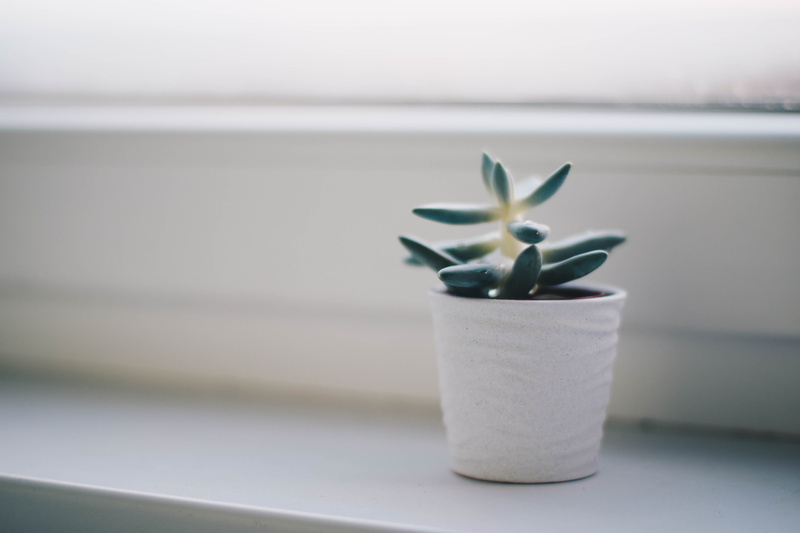 potted plant, pot, container, grow, white, houseplant, succulent, still life, indoors, cactus plant, simplicity, growth, nature, plant, blur, colors, no people