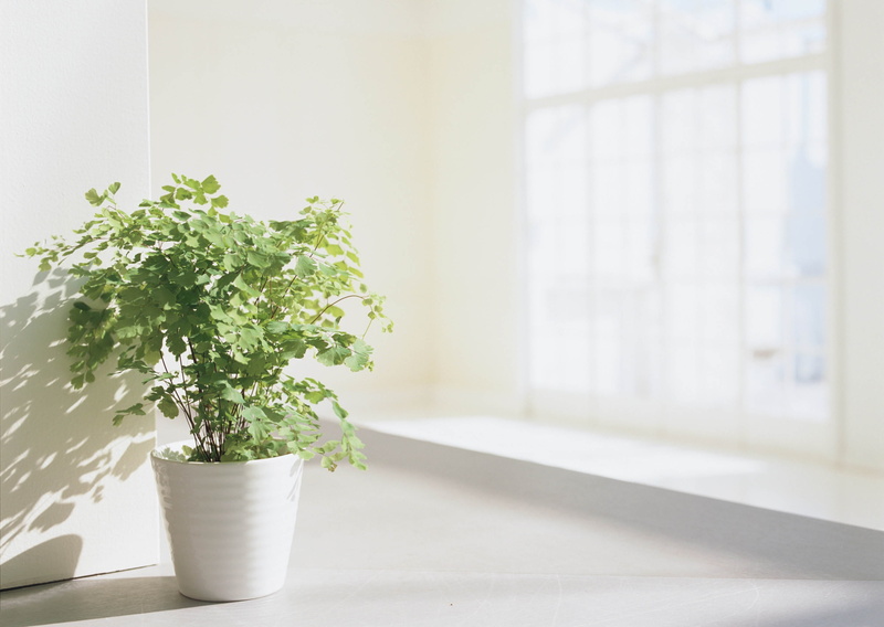 nature, focus on foreground, flower Pot, white, modern, home Interior, flooring, domestic Room, houseplant, wall - Building Feature, office, light, decoration