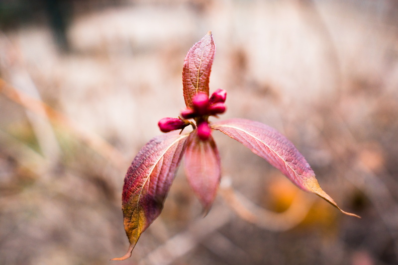 no people, red flowers, flower, flower head, 5K, plant pot, petal, close-up, pink color, plant part, plant, fragility, leaf, outdoors, focus on foreground