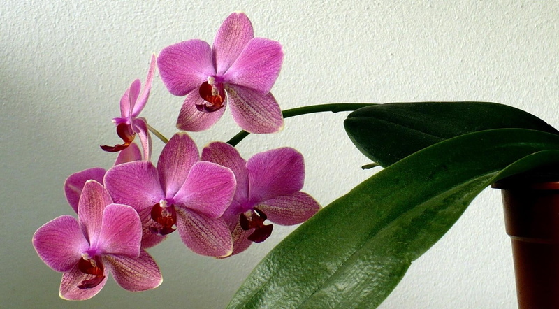 plant part, bouquet, freshness, purple, frangipani, pink, branch, 720P, no people, flower Head, close-up, nature, botany, wall - building feature, petal