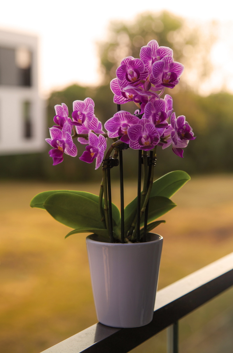 4K, fragility, outdoors, beauty in nature, orchid, flower, flower head, focus on foreground, inflorescence, flower pot, no people, bunch of flowers, growth