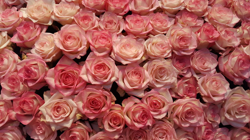 rose - Flower, lot, flower, petal, bouquet, pink, valentines day - holiday, plant, outdoors, freshness, close-up, blossom, romance, vulnerability, inflorescence