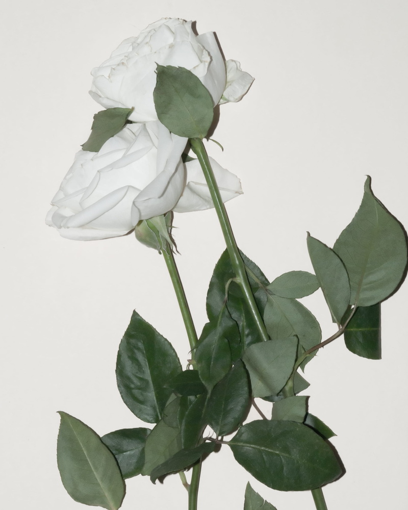 white, flowering plant, flower, petal, ikebana, texture, plant part, vulnerability, anthurium, growth, beauty in nature, blossom, flower bouquet, acanthaceae