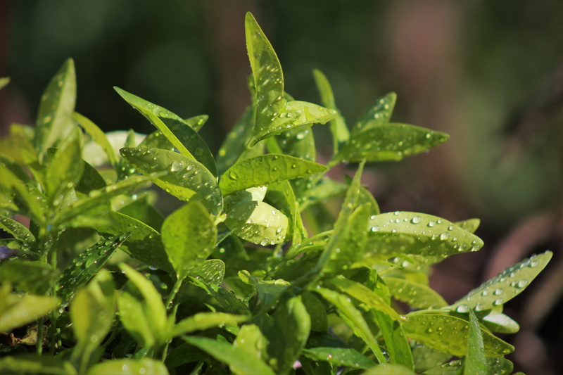 purity, mint, selective focus, leaves, plant, 5K, focus on foreground, growth, green tea, citrus fruit, potted plant, food, beverage, herbs, drink, green