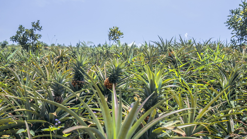 growth, jar, no people, farm, tree, outdoors, herbal, food, 2K, fruit, leaf, plant, herbs, bush, vase, countryside, agavaceae, field, land, beauty in nature