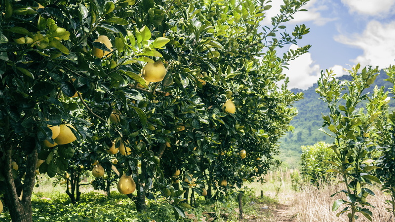 orange, pottery, green, lemon, fruit tree, food, tree, pomelo, herbs, grapefruit, trees, wellbeing, agriculture, yellow, plant part, 2K, fruit, planter
