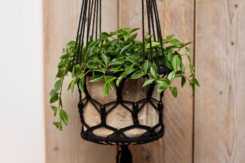 no people, close-up, pineapple, growth, flower, vine, geranium, potted plant, ivy, pot, wall, freshness, hanging, decoration, 5K, food, lamp, hanging basket