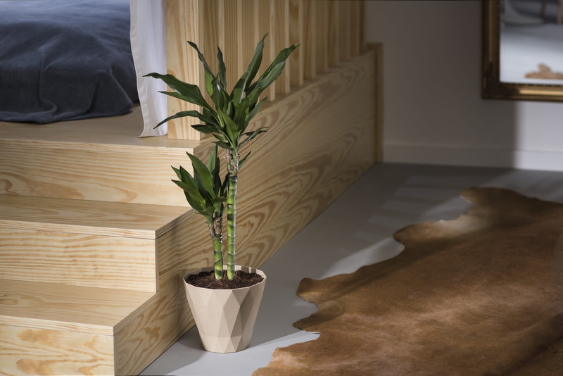 one animal, domestic, flowerpots, vertebrate, day, bamboo, furniture, domestic room, hardwood, nature, brown, potted plant, no people, pottery, home interior