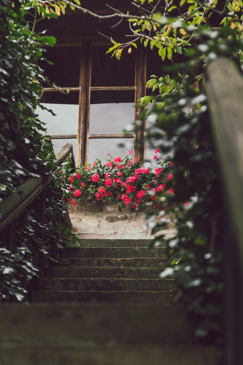 flower pot, stairs, pottery, leaf, blossom, 5K, flora, selective focus, glass, building exterior, freshness, stair case, porch, beauty in nature, patio