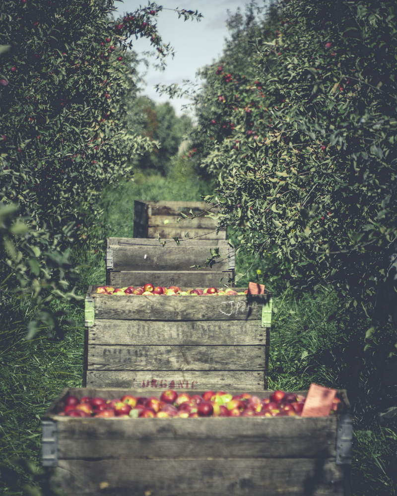 charlotte, wood - material, fruit, field, box, potted plant, food, tranquility, leisure activities, outdoors, growth, united states, nature, 4K, vase