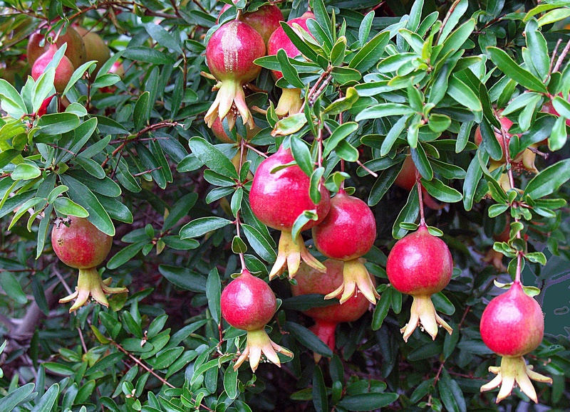 green color, day, ripe, branch, leaf, agriculture, outdoors, fruit, food and drink, 2K, houseplants, pomegranate, healthy eating, plant, nature, plant part