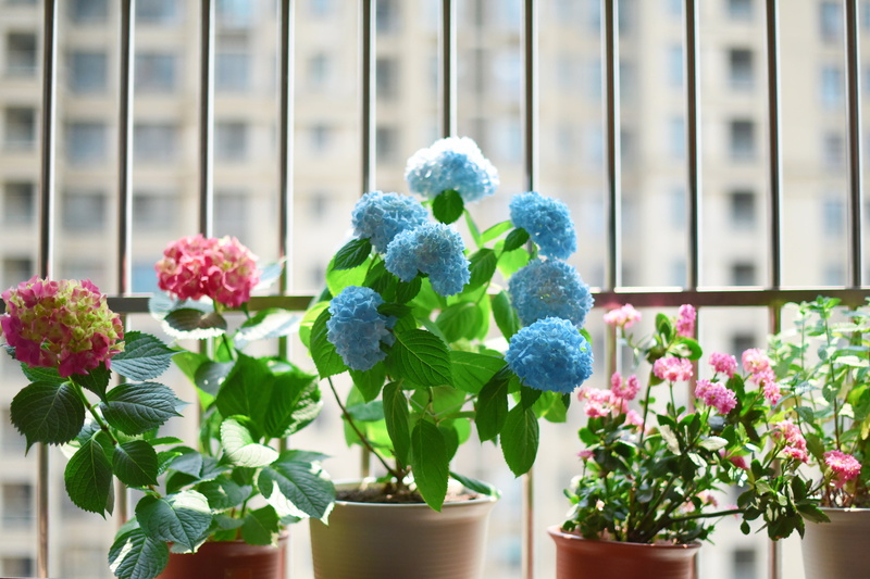plant part, ornate, vulnerability, growth, springtime, petal, pot, decoration, houseplant, purple, architecture, blue, backgrounds, hydrangea, focus on foreground