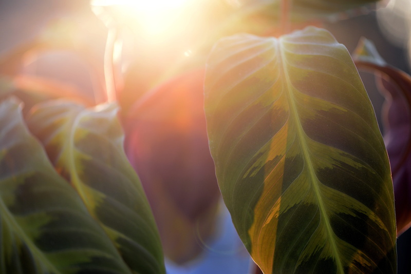 close-up, focus on foreground, selective focus, flower, exotic, basket marante, freshness, sunlight, day, beauty in nature, lens flare, green color, nature