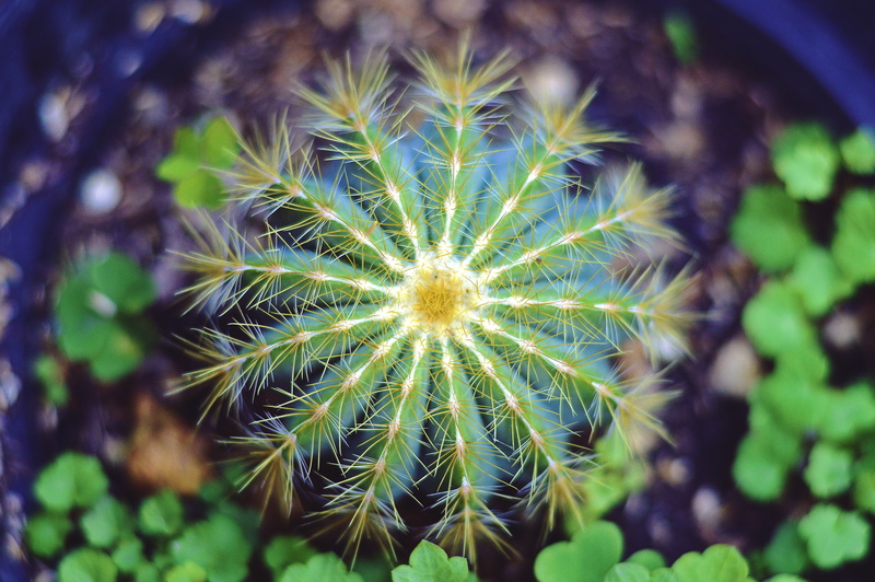 flowering plant, plant, plant part, leaf, succulent, green color, focus on foreground, nature, vulnerability, fragility, green, no people, dandelion seed
