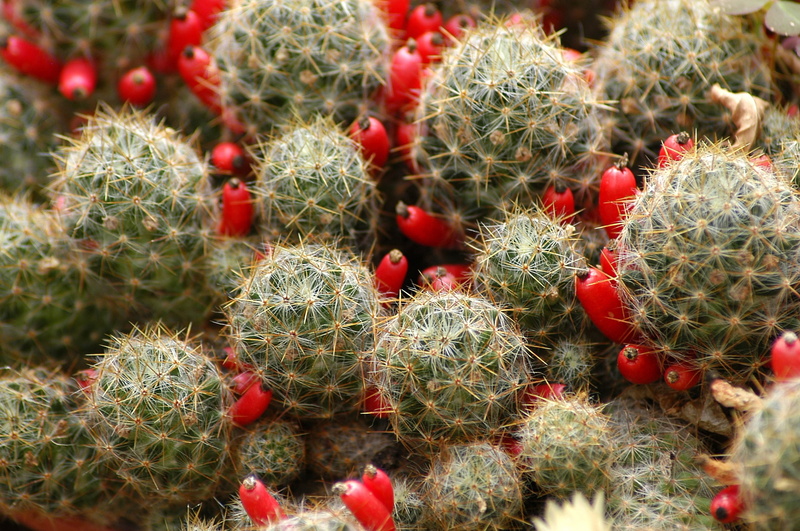 sharp, green color, full frame, no people, prickly pear cactus, green, healthy eating, backgrounds, cactus, plant, flowers, growth, 1080P, day, barrel cactus