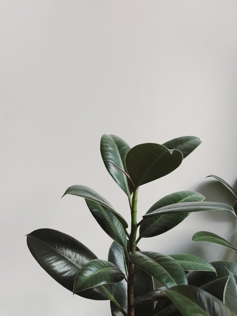close-up, photography, close, low angle view, fresh, vulnerability, nature, green, white background, growth, houseplant, leaf, day, 4K, freshness, color