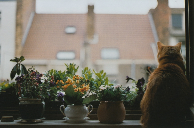 domestic, feline, one animal, animals, flower, potted plant, built structure, 2K, flower pot, window, pets, houseplant, flowering plant, nature, building exterior