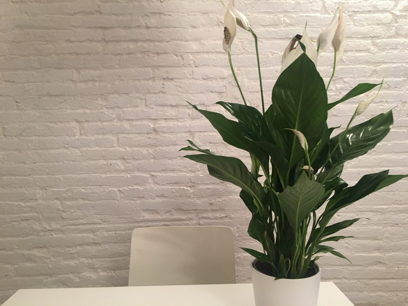 4K, close-up, no People, fragility, Design, nature, White, wall, indoors, Peace Lily, flower pot, plant part, green color, flowering plant, Inside, freshness