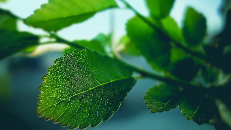 no People, freshness, sunlight, plant, bright, vulnerability, vibrant Color, day, beauty In Nature, tree, abstract, season, springtime, selective Focus