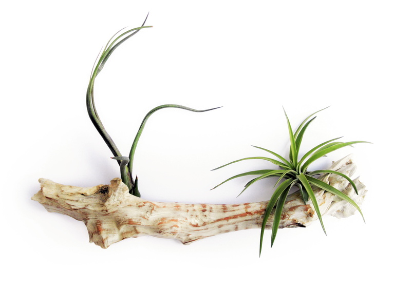 medicine, rack, herb, healthcare and medicine, green, driftwood, studio shot, natural, leaf, mounted, bromeliaceae, cut out, herbal medicine, 4K, white wall