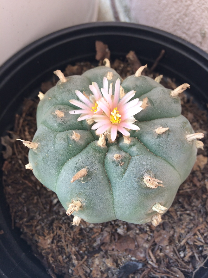 focus on foreground, beauty in nature, flower head, peyote, pollen, cactus, fragility, flowers, high angle view, close-up, day, 2K, growth, flower, petal