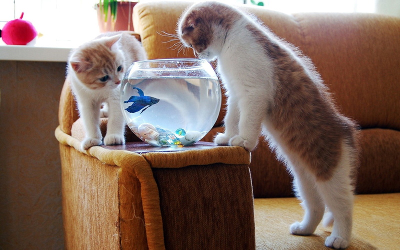 mammal, animals, clear, domestic cat, vertebrate, two animals, home interior, bowl, indoors, pets, domestic animals, fishbowls, focus on foreground, cat