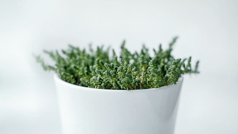 studio shot, growth, wellbeing, nature, 1080P, close-up, selective focus, healthy eating, material minimal, food, white, photography, bright, potted plant